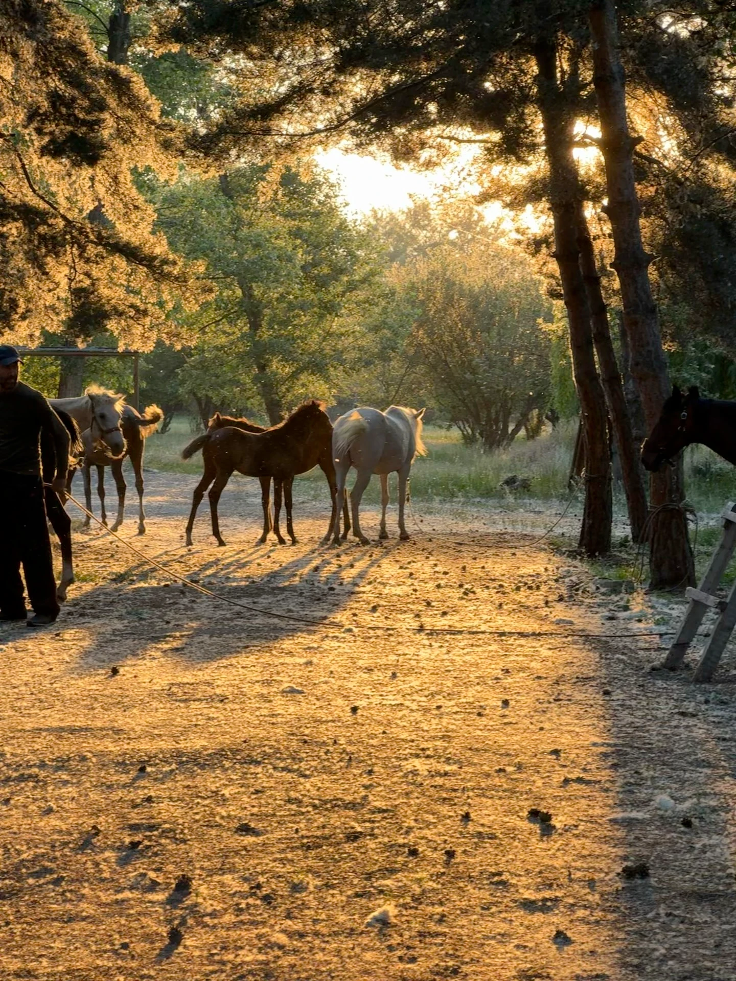 Private Horseback Riding Tours at Lake Sevan & Argitchi River